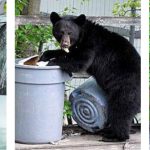 bears getting into trash and birdseed