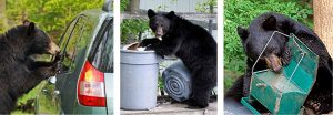 bears getting into trash and birdseed