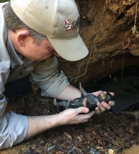 bear biologist examines newborn cub