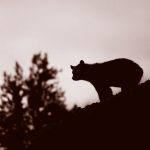 black bear silhouette