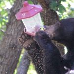 black bear raiding a bird feeder