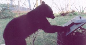 bear at compost bin