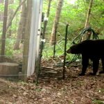 black bear at electric fence