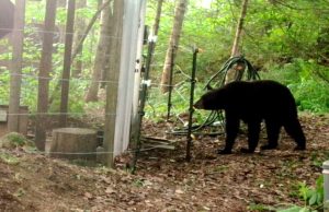 black bear at electric fence