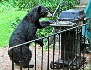 bear at the bbq grill