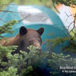 black bear by tent (Pat Gaines photo)