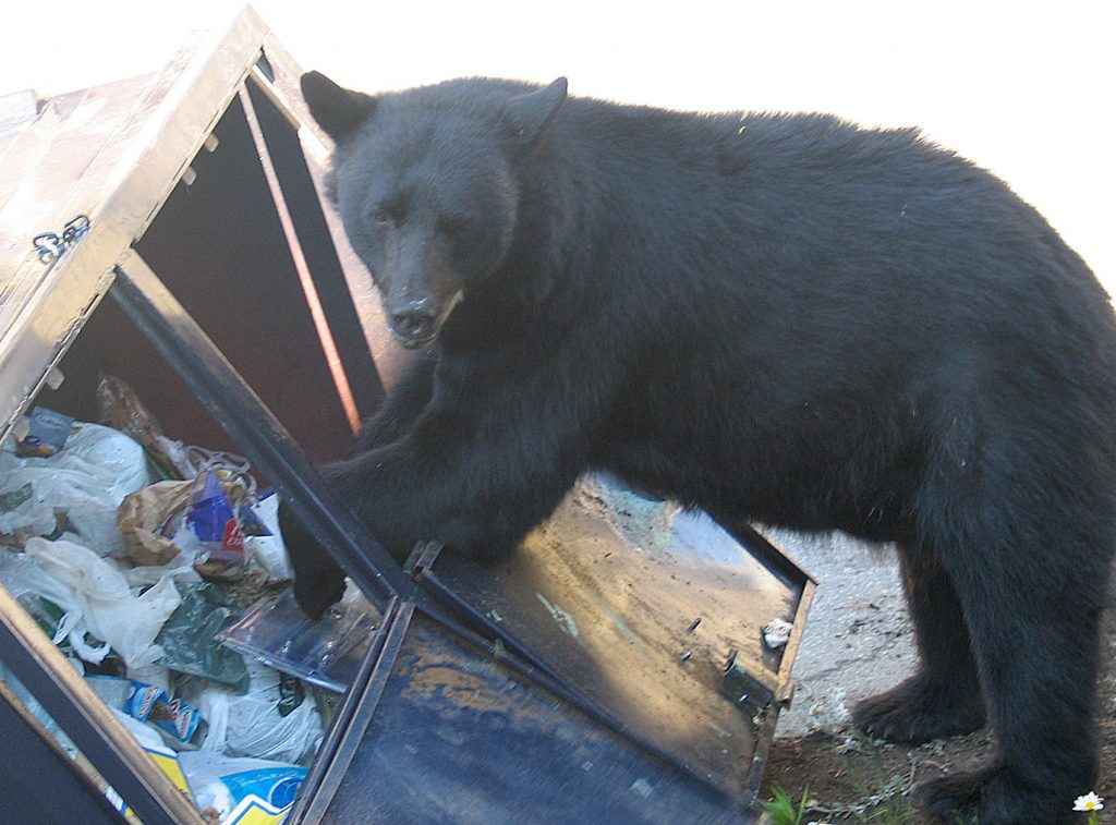 bear getting the trash