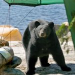 black bear in camp in vacation country