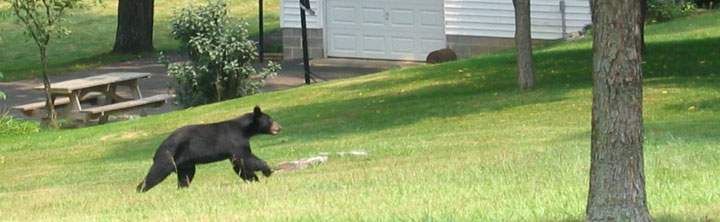 bear running in neighborhood