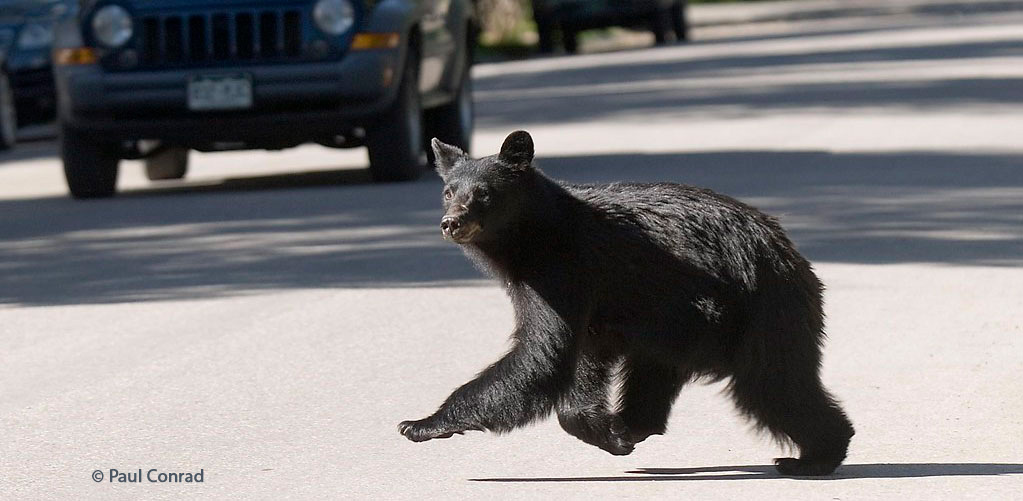 running bear in town (Paul Conrad)