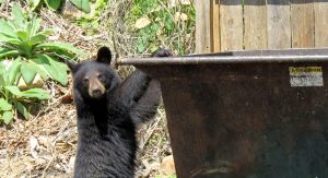 bear at dumpster