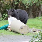 bear raiding trash can