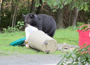 bear raiding trash can