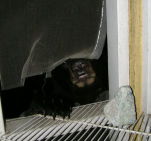 bear in window