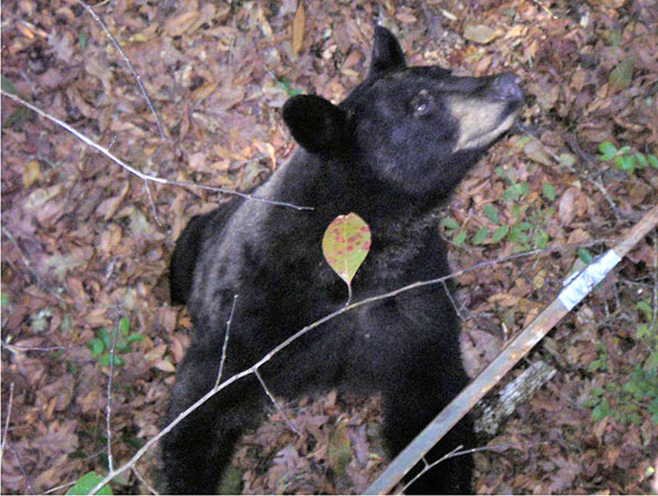 bear looking up at deer tree stand