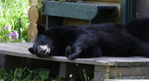 bear safety - bear on the porch
