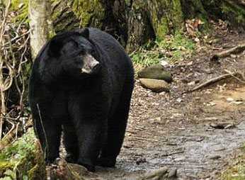 meeting a bear on the trail