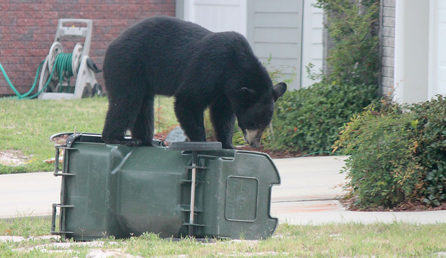 bear on top of bear-resistant container