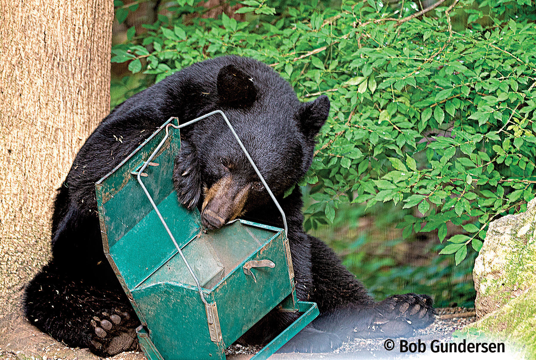 bear raiding bird feeder
