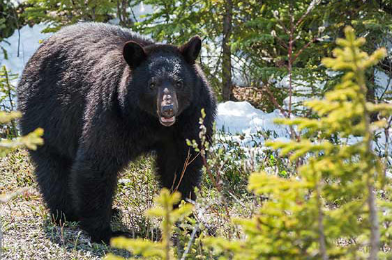 bear too close in the woods