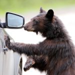 bear with paw on car door