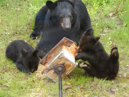 Bear family raiding bird feeder