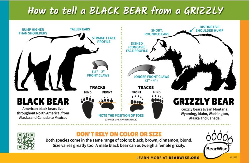 infographic: How to tell a black bear from a grizzly