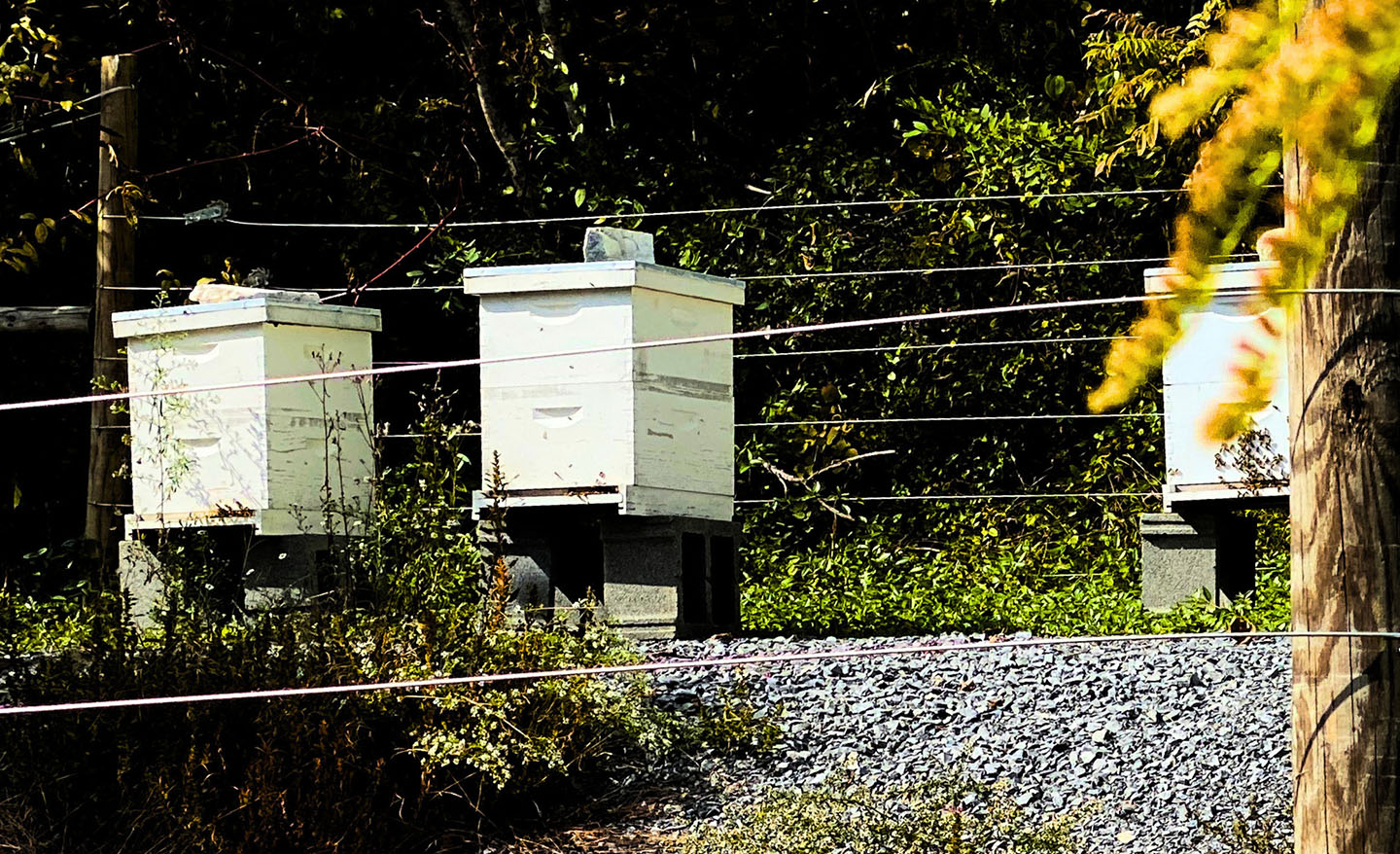 protect beehives with electric fencing