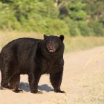 male black bear (by Tom Harrison