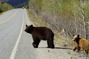 black bear and cub crossing highway