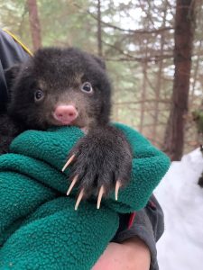 black bear cub at 6 weeks old (Washington Dept of Fish & Wildlife)