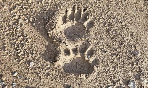 black bear tracks in the mud (LaVonne Ewing, Colorado)