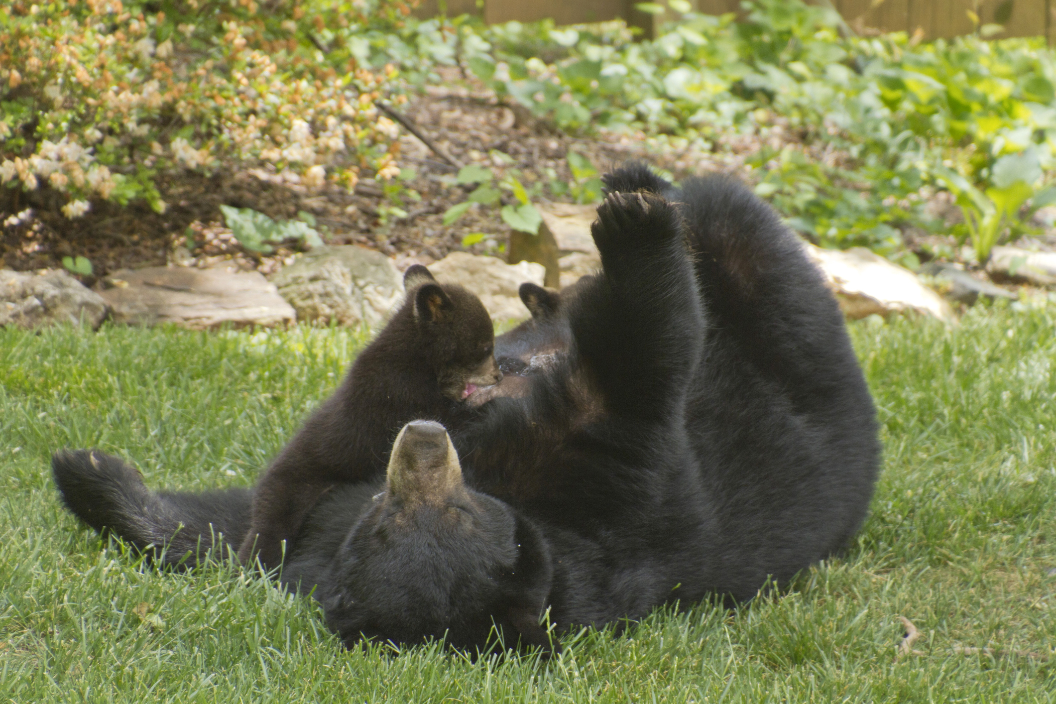 Black Bear Nursing her Cubs