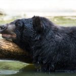 American black bear in water resting on log
