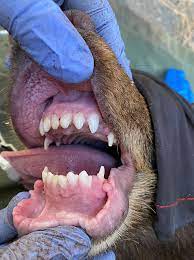 teeth of a black bear