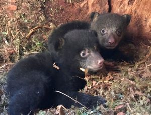 black bear cubs in den; photo by Rich Beausoleil, Washington Dept of Fish & Wildlife)