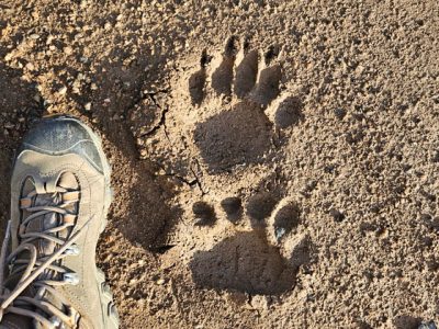 black bear track in mud