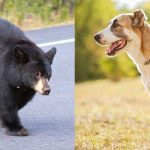 bear safety: black bear on road, dog on a leash