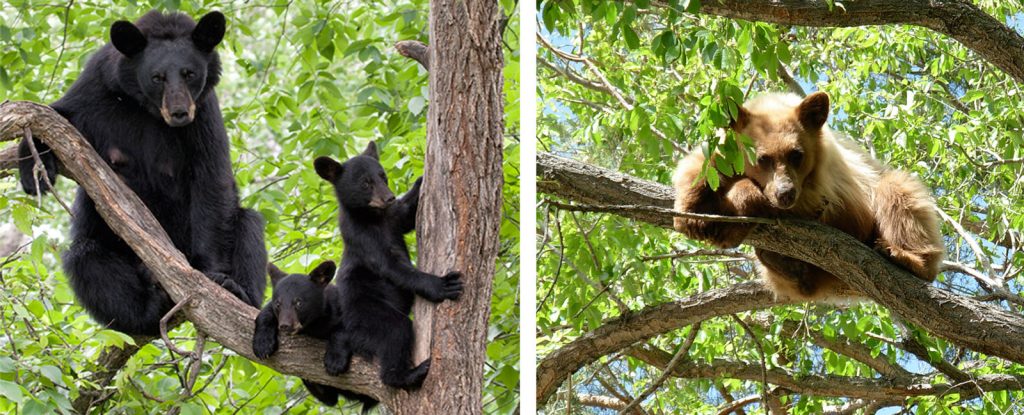 black bear family with new cubs, and a yearling black bear