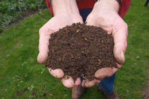 compost in hands