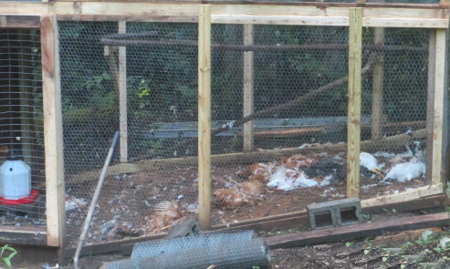chickens killed by a bear