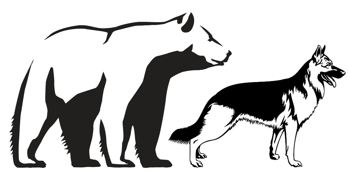 dog-bear-comparison