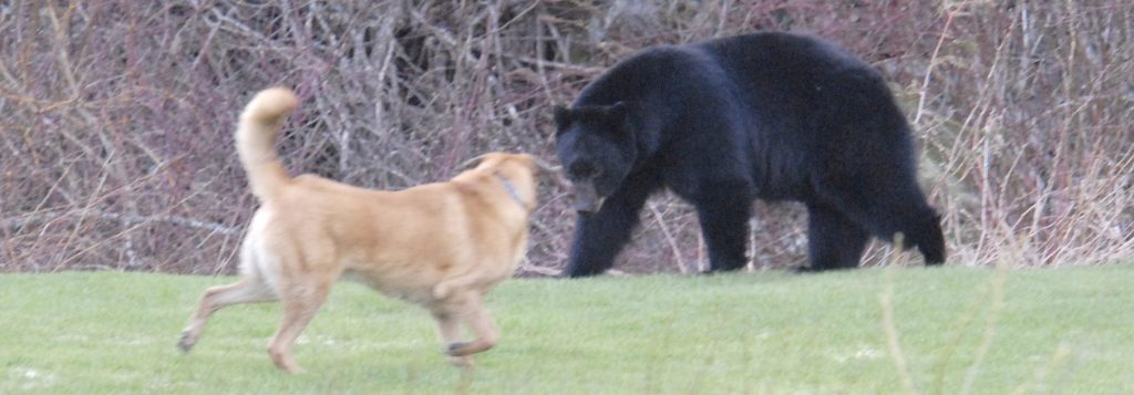 dog facing bear