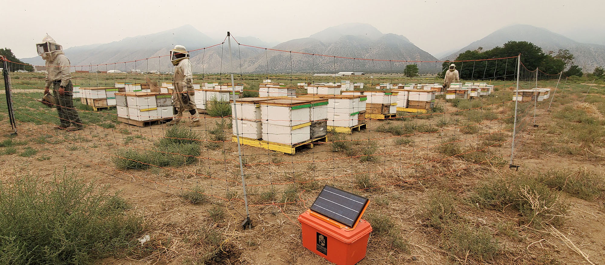 protect beehives from bears