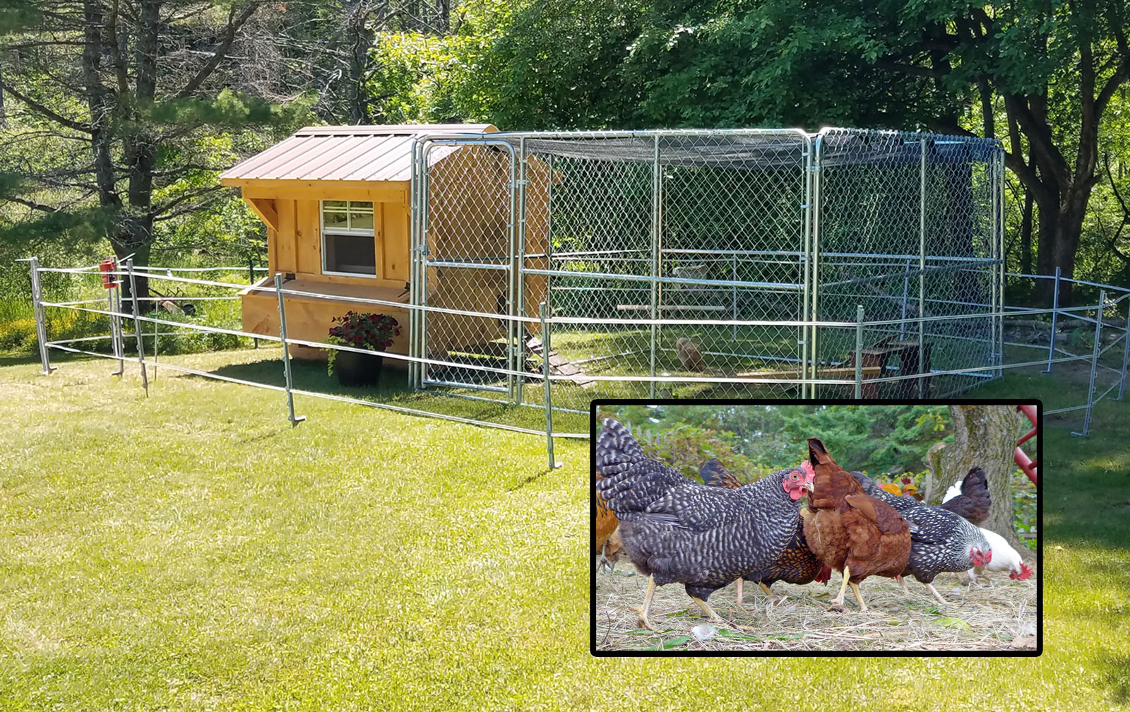 electric fence around chicken coop