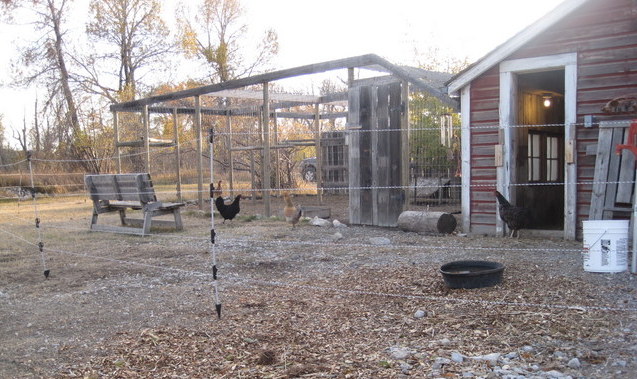 Electric-fenced chicken pen