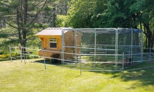 electric fence around chicken coop (New Hampshire Fish & Game)
