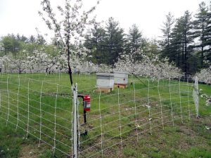 electric-fence protect beehives