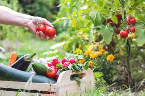 garden harvest