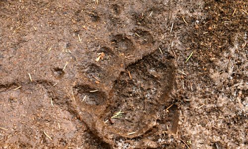 Grizzly track (Jim Peaco, NPS)